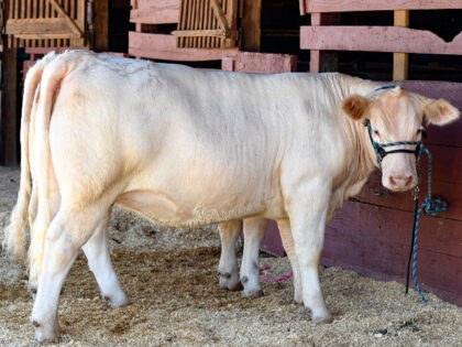 Two Charolais show heifers resting in their stall area after a youth livestock show at a l